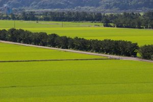 【南さつま市】大浦干拓：先人たちの努力で今に伝えられた広大な田園を見に行こう！