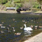 薩摩川内市 藺牟田池