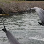 青空イルカウォッチング:無料でイルカを間近に！水族館の粋な演出