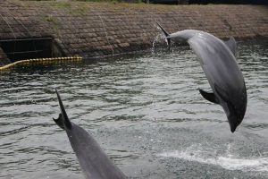 青空イルカウォッチング:無料でイルカを間近に！水族館の粋な演出