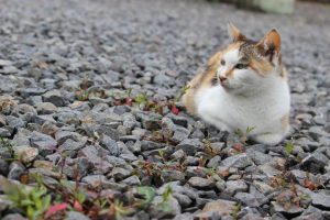 鹿児島に住む猫たち