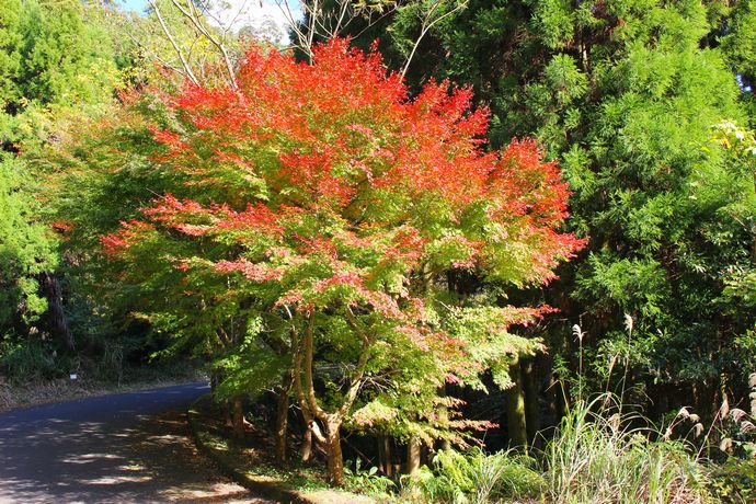 いちき串木野市 冠岳の紅葉を楽しむ