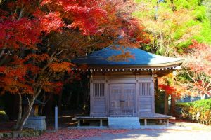 【いちき串木野市】冠岳の紅葉を楽しむ