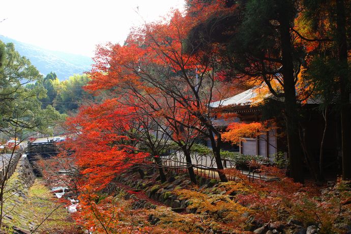 いちき串木野市 冠岳の紅葉を楽しむ