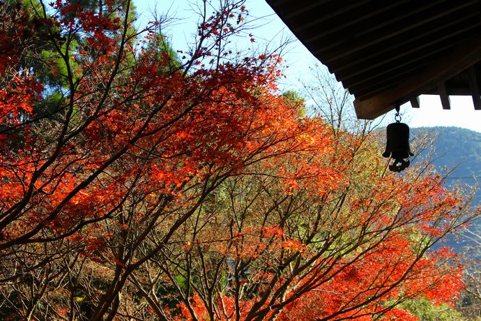 いちき串木野市 冠岳の紅葉を楽しむ