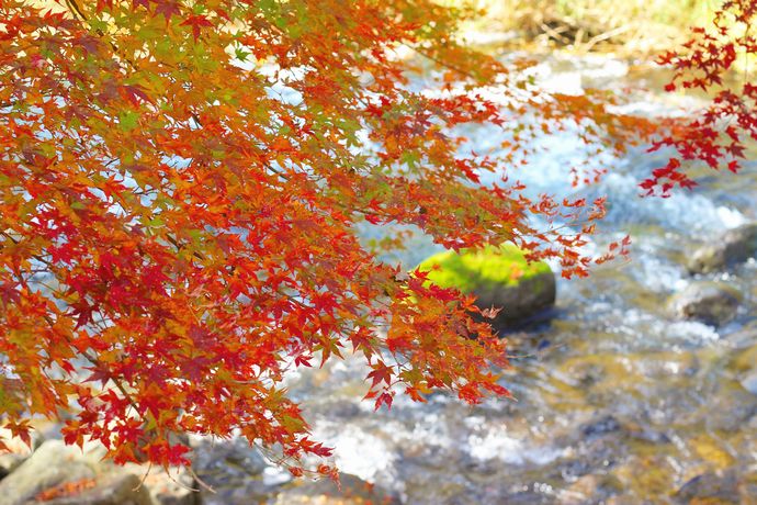 岩屋公園　紅葉