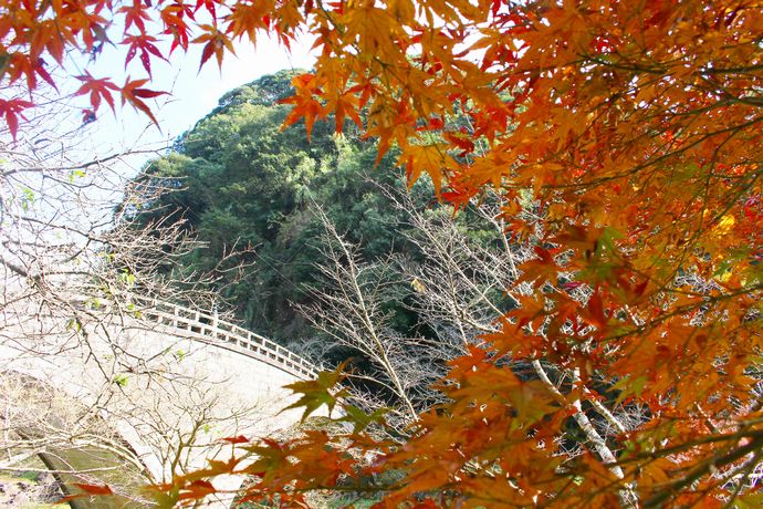鹿児島　紅葉
