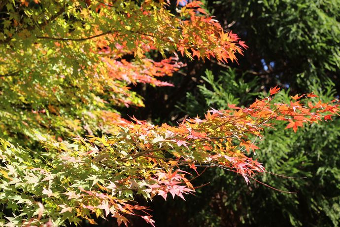 いちき串木野市 冠岳の紅葉を楽しむ