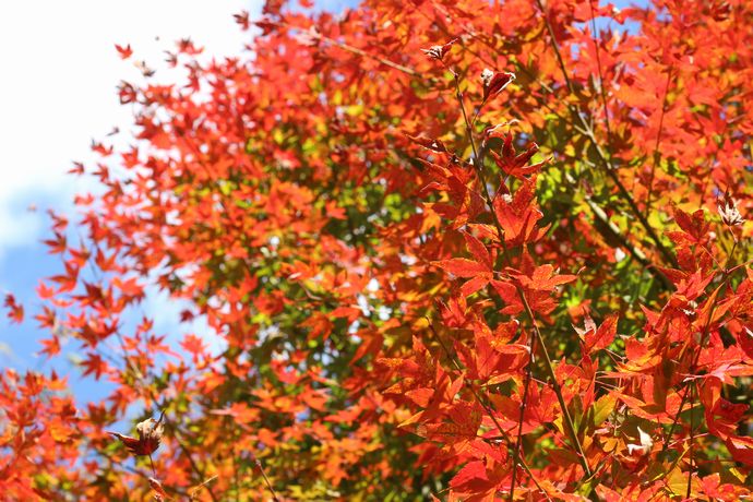 いちき串木野市 冠岳の紅葉を楽しむ