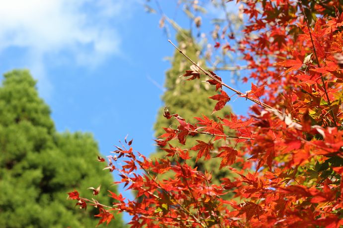 いちき串木野市 冠岳の紅葉を楽しむ