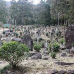 【湧水町】般若寺：鹿児島茶発祥の地の伝承と当時のお茶が群生する場所