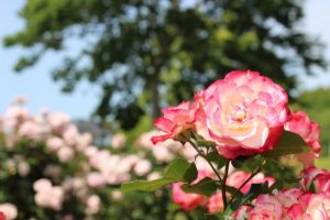はなまつりが終わってもまだまだ見ごろ！錦江湾公園のバラを見に行こう！