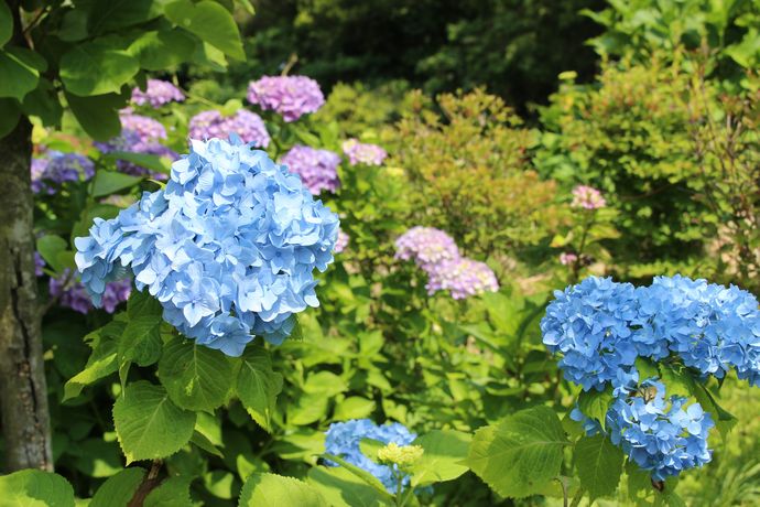 出水市 東雲の里 あじさいや紅葉だけじゃない 四季折々の変化を楽しみながら歩く癒しの時間