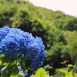 【出水市 東雲の里】あじさいや紅葉だけじゃない!四季折々の変化を楽しみながら歩く癒しの時間