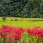 これが日本の田舎の美しさ！吹上町上与倉に残る棚田の風景に癒され、古民家でまったり過ごす
