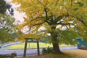 【姶良市】大山祇神社：大きなイチョウの木のある境内で過ごす時間