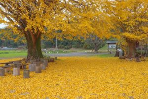 【肝付町】本城の大銀杏（イチョウ）と黄色い絨毯