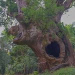 【肝付町】塚崎の大クス：円墳の上に生育する樹齢1300年以上ともいわれる大木