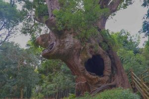 【肝付町】塚崎の大クス：円墳の上に生育する樹齢1300年以上ともいわれる大木