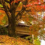 蒲生城跡（城山公園）：かつての城跡は春は緑に包まれ秋は紅葉に染まる静かな場所へ【姶良市蒲生町】