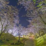 観音ヶ池市民の森で千本桜の花見【いちき串木野市】