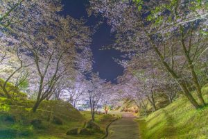 いちき串木野市の観音ヶ池で夜桜を楽しむ