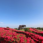【南九州市頴娃町】ツツジの名所であり絶景も楽しめる千貫平自然公園を楽しもう