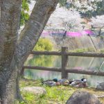 観音ヶ池市民の森で千本桜の花見【いちき串木野市】
