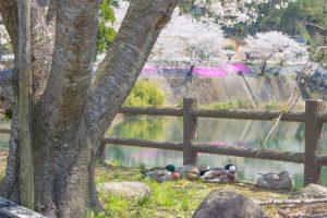 【日置市】内之田池と安産岩：のどかなため池で過ごす春の時間