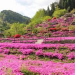 【姶良市蒲生町】花の森 徳重：2株の芝桜から生まれた素晴らしい園と人のあたたかさに感動！