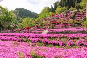【姶良市蒲生町】花の森 徳重：2株の芝桜から生まれた素晴らしい園と人のあたたかさに感動！