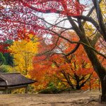 冠岳の紅葉を見に行ったら和の雰囲気満載で最高だった【いちき串木野市】