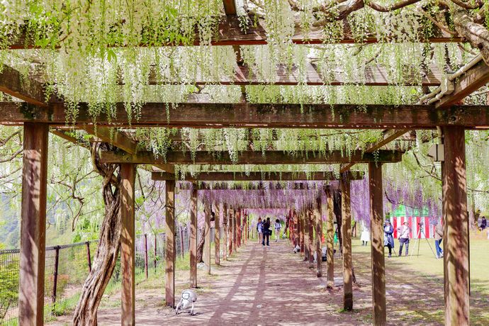 鹿児島で藤棚といえば霧島の和気公園