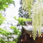 【霧島市】和気公園 藤まつり：鹿児島の藤の名所といえばココ！香りと彩りに癒される春の時間