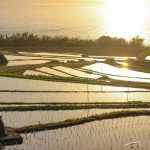【指宿市】新永吉の棚田:これぞ貴重な地域資源!古き良き風景に癒される時間