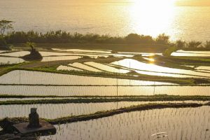 【指宿市】新永吉の棚田：これぞ貴重な地域資源！古き良き風景に癒される時間