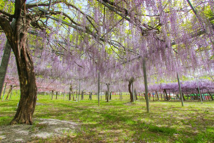 和気公園のふじ祭りにて