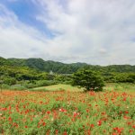 錦江湾公園花まつりと鹿児島ではめずらしいポピー畑