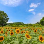 【鹿児島市】都市農業センターのひまわり畑が手加減なしの夏を感じさせてくれた