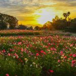 慈眼寺公園のコスモス畑を見に行こう！