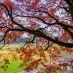 阿良波須神社:鹿児島の紅葉隠れスポット?蒲生の村社に残る紅葉を眺めながら【姶良市】