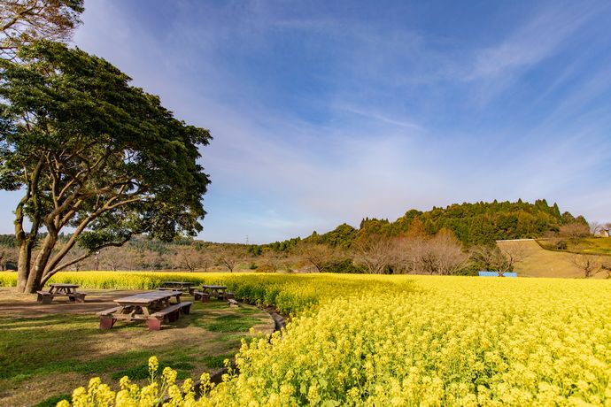鹿児島の菜の花畑