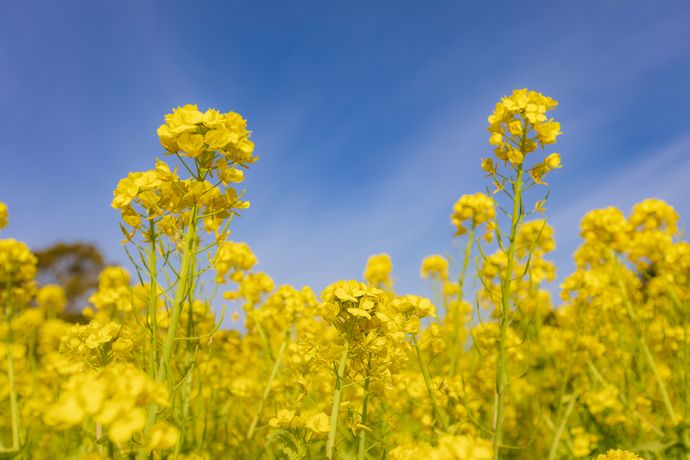 都市農業センターの春を告げる菜の花