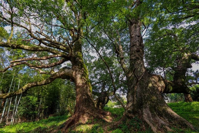千本楠の大きさに驚く