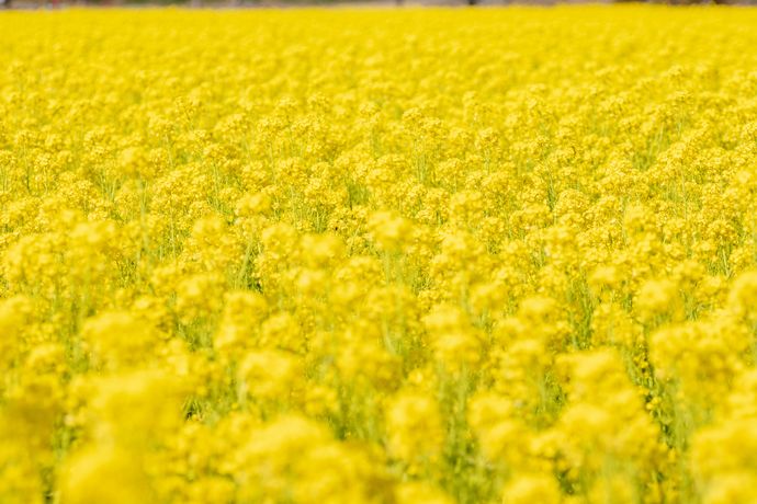 鹿児島菜の花スポット