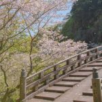 岩屋公園の桜を見るなら石橋付近がおすすめ!その理由とは?