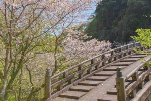 岩屋公園の桜を見るなら石橋付近がおすすめ!その理由とは?