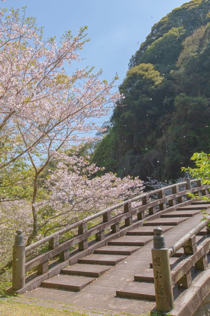 鹿児島の桜や花見は岩屋公園がおすすめ