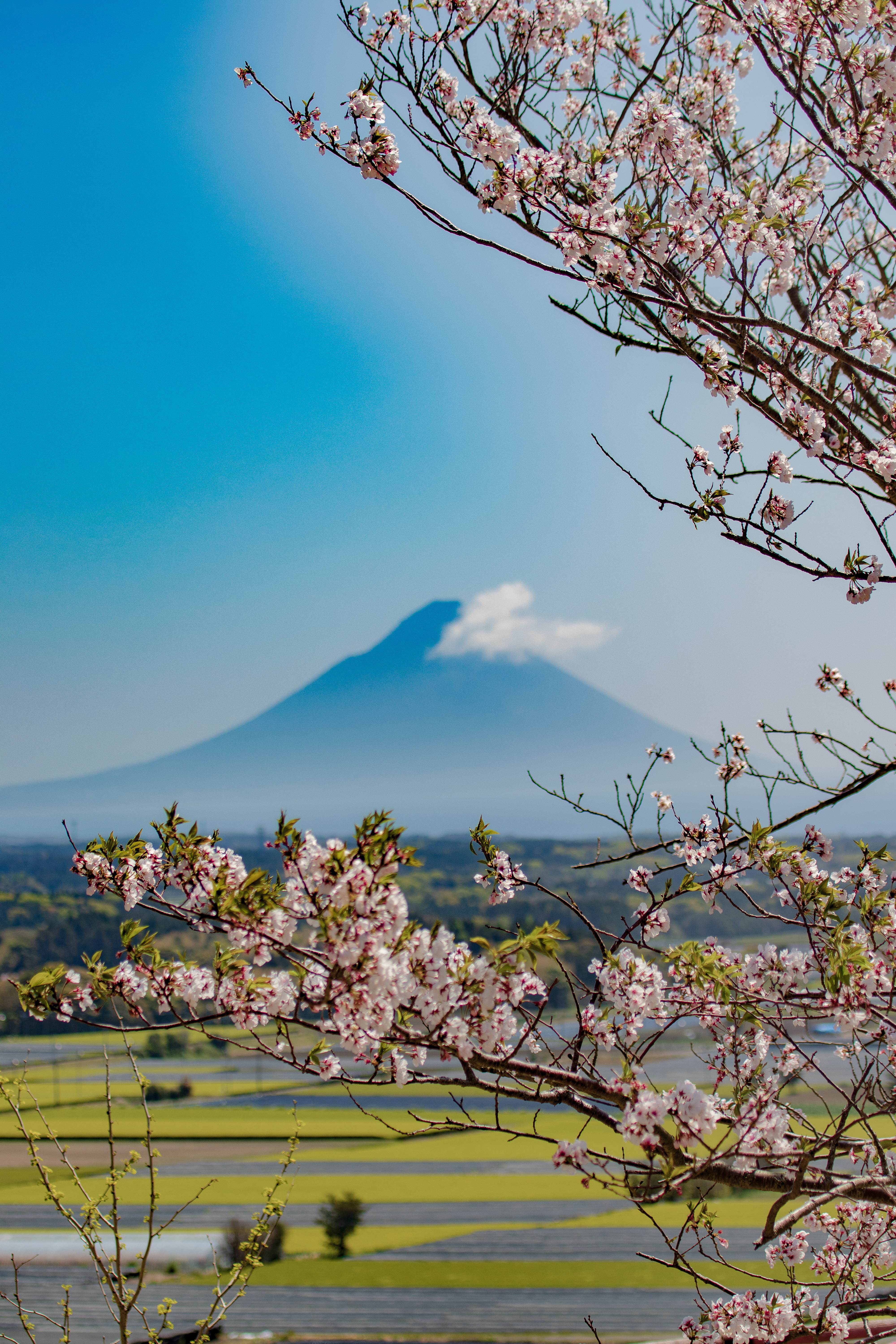 春の開聞岳と桜と茶畑