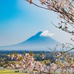 春だけみられる！？開聞岳と桜と鮮やかな新茶の茶畑のコラボが見事な中原公園